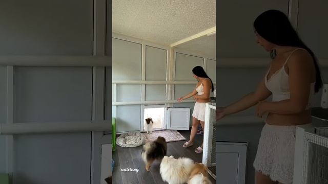 ДОБРО ПОЖАЛОВАТЬ К НАМ В ПИТОМНИК ШПИЦЕВ «Дивный дар Любови» смотреть онлайн