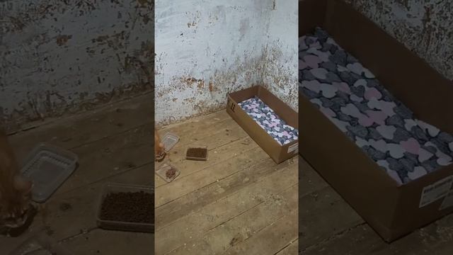 котики до ремонта, не надо писать, что в сарае, уже там ? смотреть онлайн