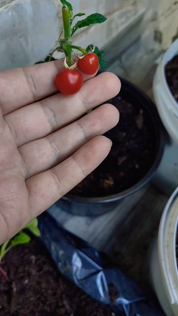 помидорки на зубок 😁 #помидоры#черри#миниогороднабал смотреть онлайн