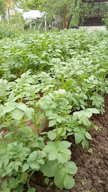 Бульба наше всё 😂🥔 #дача #садоводничество #бульба #ка смотреть онлайн