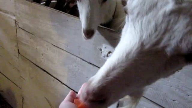 VLOG : Медовый хуторок