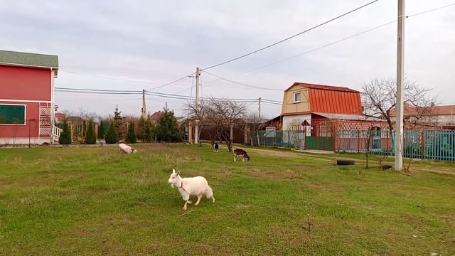 белка скачет VID 20210413 174840