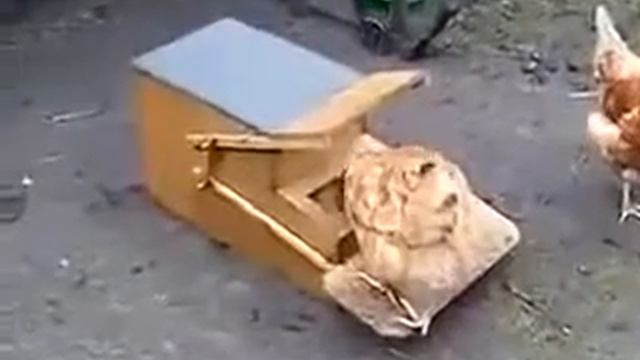 прикол самодельная кормушка смотреть онлайн