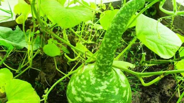 посев семЯн помидор смотреть онлайн