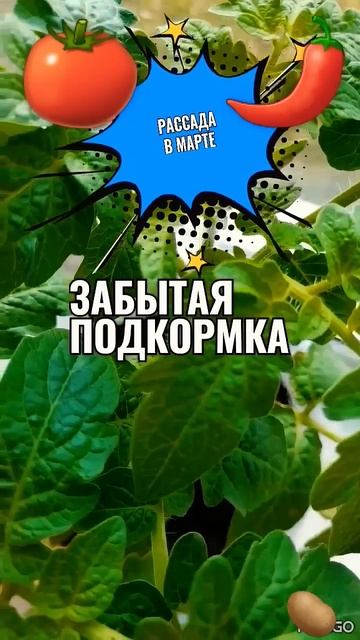 ДОМАШНЯЯ ПОДКОРМКА🥔РАССАДЫ🫑БЕЛОРУССКАЯ#рассада #с? смотреть онлайн