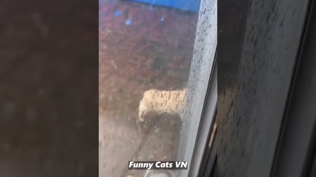 Самые Смешные Видео 2023 Года 😂 Милые Коты 🐱 и Смешные Собаки 🐶 смотреть онлайн