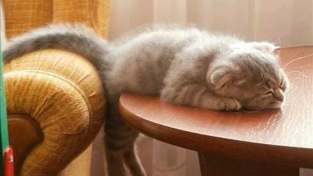 Смешные картинки смотреть онлайн