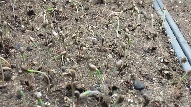 🌲Посадка семян сосны горной, и крымской от посева до ? смотреть онлайн