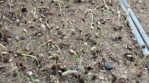 🌲Посадка семян сосны горной, и крымской от посева до ?