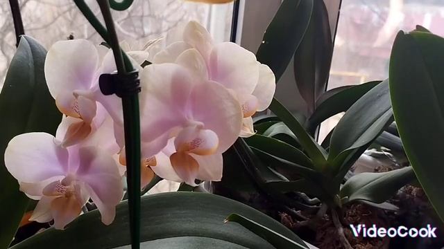 16 февраля 2024 г. Полянка из подснежников и Алиса с друго смотреть онлайн