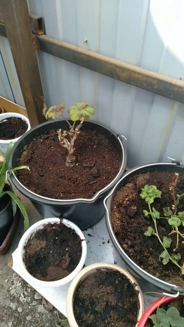 что растёт у меня в горшках #ежевика#клубника#клематис смотреть онлайн