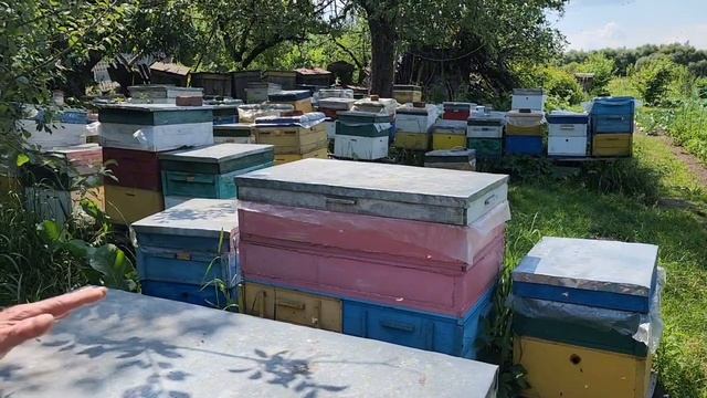 Май с мёдом, июнь без мёда и опять привесы. Пасека 230 семей, роение ноль.