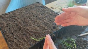 Лук Эксибишен: пикировка без ошибок.