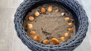 Пора высаживать тюльпаны в кашпо/ Луковицы тюльпанов ?