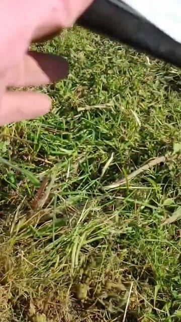 все хвойные этого типа хорошо зимуют #огород #сад #дача смотреть онлайн