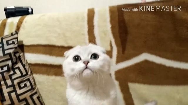 Хеппи котик-снежок
