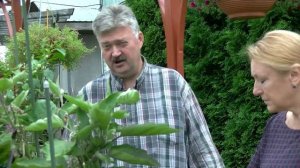 Особенности выращивания ТОМАТОВ в контейнерах без ук?