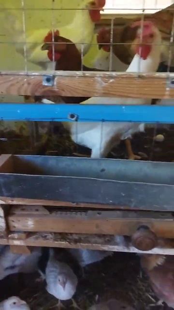 Переселение цыплят / курятник / молодки #жизньвдеревне
