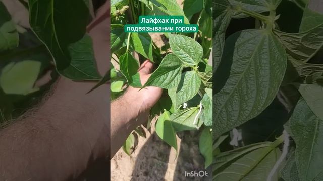 Лайфхак при подвязывания гороха #буяновсыроед #дача #ф смотреть онлайн