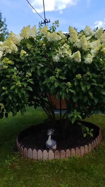 Чудо гортензия. #дача #огород #сад #garden #гортензия смотреть онлайн