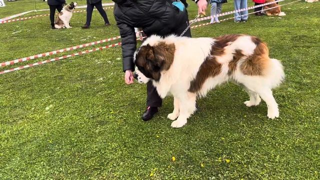 ПОСАДСКАЯ СТРАЖА ЧАРЕЙ