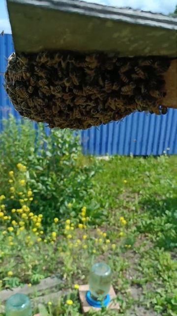 Рой пчёл, как выглядит роение пчёл #shots смотреть онлайн