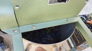 Виноград Молдова