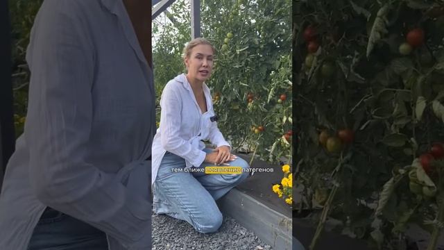 ЧТО ДЕЛАТЬ ОГУРЦЫ И ПОМИДОРЫ БОЛЕЮТ В ОГОРОДЕ? смотреть онлайн