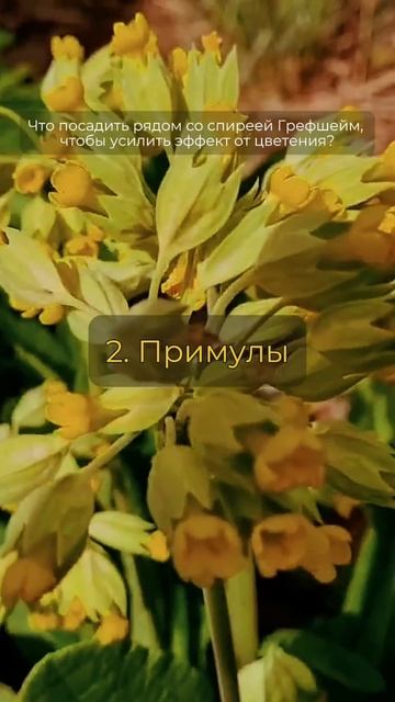 🌼🌼🌼Что посадить рядом со спиреей серой Грефшейм, ч? смотреть онлайн