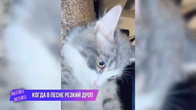 Смешные коты | Подборка за неделю #6 | Котопятница