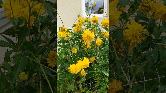 🌼 Heliopsis золотые шары #цветы #plants #flowers смотреть онлайн