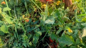 Лучший сорт томатов.Сорт Галилея.Самый урожайный сорт