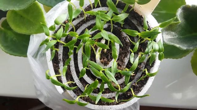 Всходы перца в улитке. смотреть онлайн