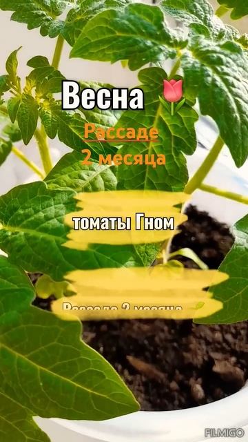 РАССАДА ТОМАТОВ🍅Обзор🌱 рассады🌱5 марта 2025#рассада смотреть онлайн