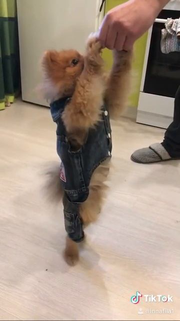 Собака Филя