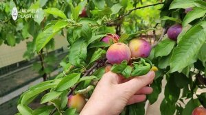 ШАРАФУГА 🍑 Урожай в неблагоприятный 2024г. Краснодарск