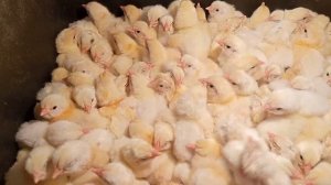 Вылупление Цыплят Бройлера)