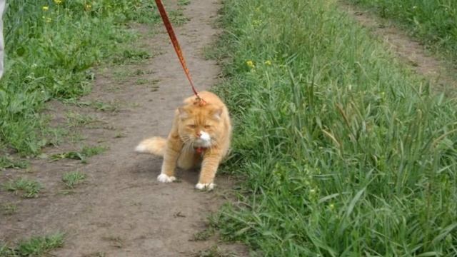 Смотреть смешные коты с озвучкой 2019 - Смешные кошки МатроскинТВ смотреть онлайн
