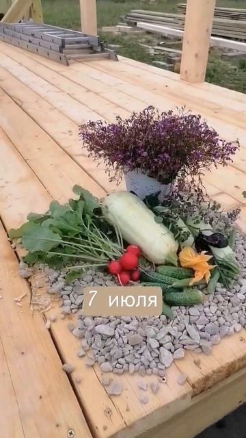 Урожай 7 июля #огород #урожай #кабачок #огурцы#редис #ба? смотреть онлайн