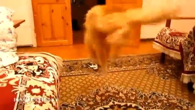 Прыгающий котэ )