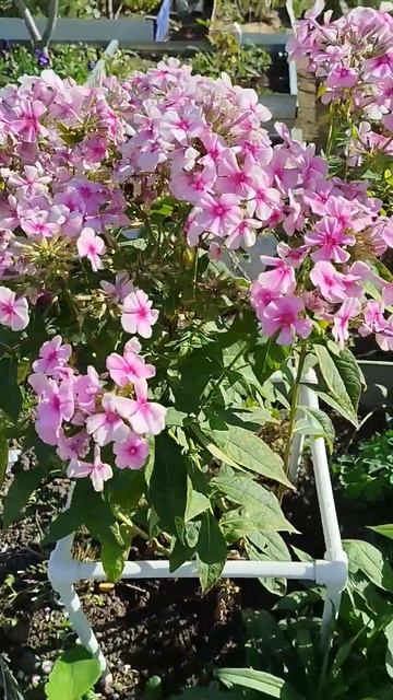 Флоксы😍колосятся🔥#флоксы #цветениефлоксов #чудесны смотреть онлайн