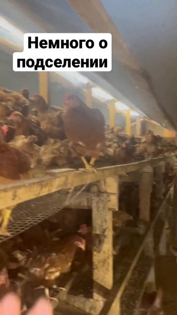 Новости подселения смотреть онлайн