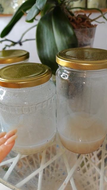 ОПЫЛЕНИЕ ОРХИДЕЙ/ Сварила среду для посева семян #орхи смотреть онлайн