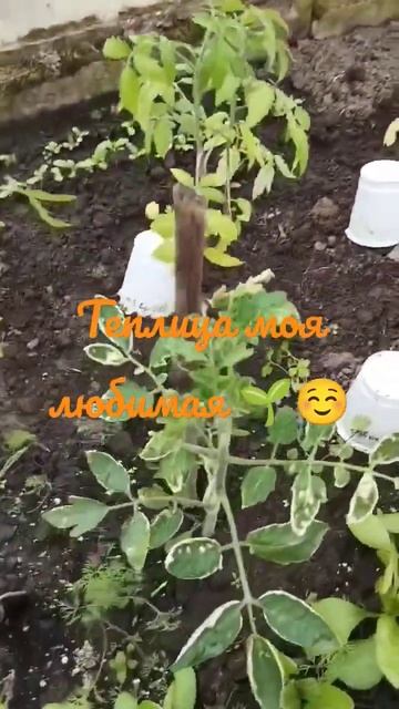 Я люблю огород 🌶️☺️ это как отдушина ❤️ А Вы любите смотреть онлайн