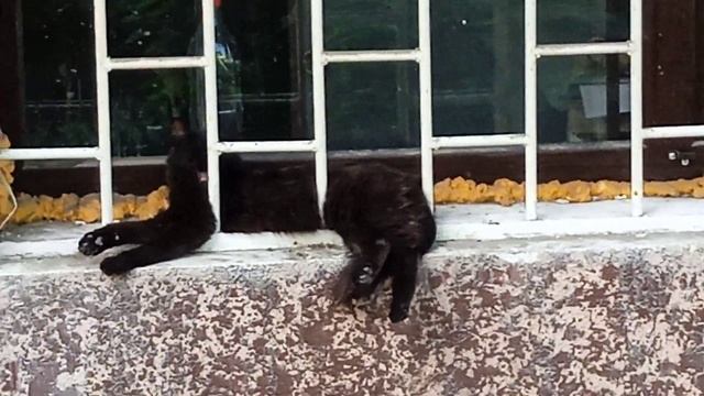 Кошка прикольная смотреть онлайн