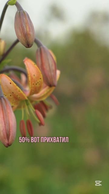 Цветы после заморозков 🥀 #цветы #лилии #пионы #уходза? смотреть онлайн