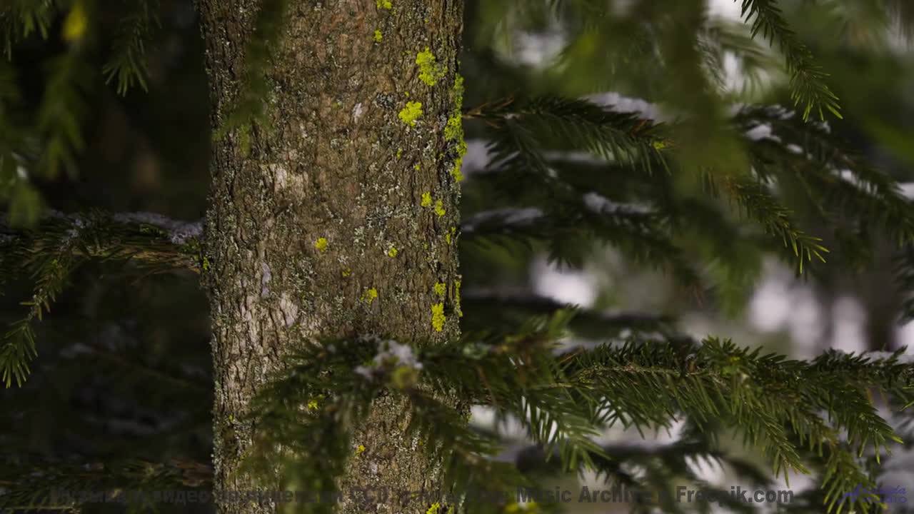 Кадры природы через призму нейросети - новый взгляд на реальность! - Montevideo -- Duncan Reid And T