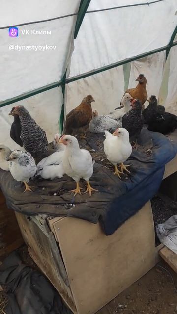 Вырастили кур несушек, а оказались голуби? #жизньвдере смотреть онлайн