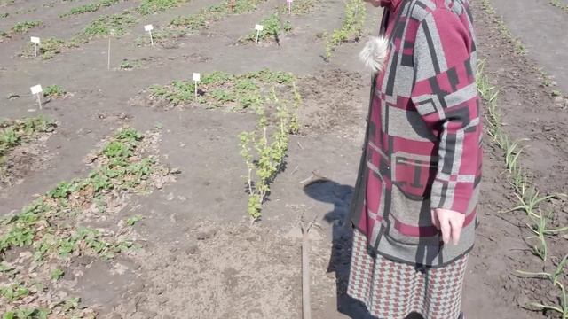 КЛУБНИКА ЧТО НУЖНО СДЕЛАТЬ ВЕСНОЙ, ЧЕМ ПОДКОРМИТЬ смотреть онлайн
