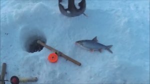 Перехитрил крупную плотву